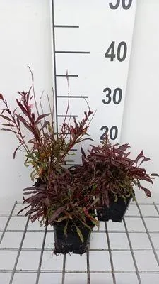 Zdjęcie produktu dla 6 x Gaura lindh. 'Gaudi Pink' ( oenothera lindh.) - Gaura - doniczka 9 x 9 cm