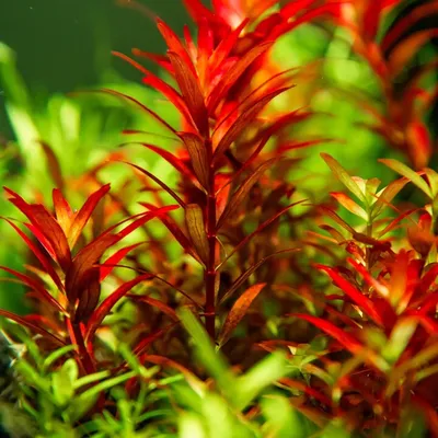Produktbild von Aquarium Pflanze Rotala rotundifolia 'Blood Red' Tropica Nr.032D TC in Vitro