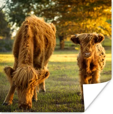 Produktbild von MuchoWow® Poster Schottische Highlander - Kalb - Herbst 75x75 cm - Wand Dekoration
