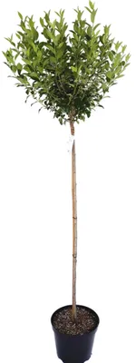 Produktbild von Kugel-Kirsche Stämmchen, Prunus fruticosa Globosa, Gesamthöhe 180-190 cm, Stammhöhe 125 cm