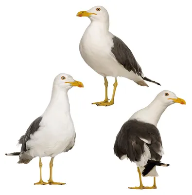 Produktbild von younikat Fensterbild 3 Möwen I See Meer Maritim Vögel I you0230