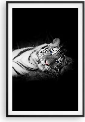 Produktbild von Gerahmtes Poster - Schwarzer Rahmen - Weiß Tiger Schwarz und Weiß - 61x91,5 cm - Wand Bild - Wanddeko - Wandbilder - Wandposter - Bilderrahmen - Bilder - Kunstdruck - Wandbild - P2BPA61x91-4247