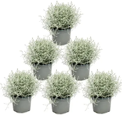 Produktbild von Stachelige Drahtpflanze - Silberdraht - Calocephalus brownii - Topfgröße 12 cm, 6 Pflanzen
