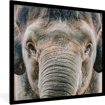 Produktbild von MuchoWow® Gerahmtes Poster Porträt eines Elefanten in Nahaufnahme 40x40 cm - Poster mit Schwarzem Bilderrahmen Wandposter Rahmen Foto Bilder - Mit Rahmen - Wanddekoration Schlafzimmer