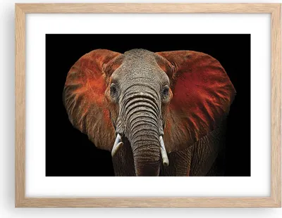 Produktbild von Gerahmtes Poster - Rahmen in heller Eiche - Elefant Rot Ohren - 40x30 cm - Wand Bild - Wanddeko - Wandbilder - Wandposter - Bilderrahmen - Bilder - Kunstdruck - Wandbild - P2NAA40x30-4237