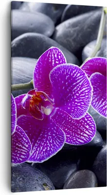 Produktbild von Bild auf Leinwand - Leinwandbild - Blumen Steine Violett Aromatherapie - 45x80cm - Wand Bild - Wanddeko - Leinwanddruck - Bilder - Kunstdruck - Leinwand bilder - Wandkunst - PA45x80-0440