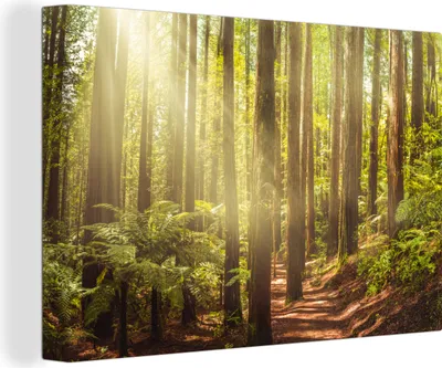 Obrázek produktu pro OneMillionCanvasses® - Obraz na plátně - 140x90 cm, Stromy stojící blízko sebe v lese v Kalifornii, Nástěnné umění tisk nástěnné dekorace - Fotografie na plátně - Malba
