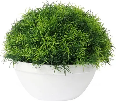 Zdjęcie produktu dla Trawa-kula w białej donicy 25 cm