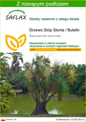 Zdjęcie produktu dla SAFLAX - Drzewo Stóp Słonia / Butelki - 10 Nasiona - Z podłożem uprawowym wolnym od zarazków - Beaucarnea recurvata