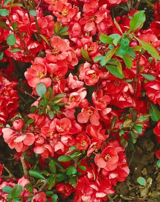 Produktbild von Chaenomeles 'Hollandia', Zierquitte, rot, 60–80 cm