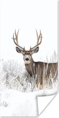 Produktbild von MuchoWow® Poster Hirsche - Winter - Schnee - Tiere - Jahreszeiten - Weiß 60x120 cm - Wandschmuck