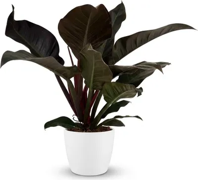 Produktbild von Philodendron Imperial Red Baumfreund 60cm – Zimmerpflanze mit roten Blättern im Übertopf Weiß Ø19cm – glänzendes Laub, kompakter Wuchs