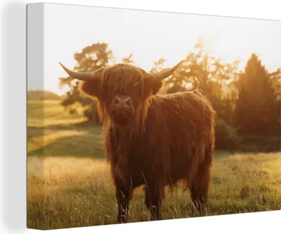 Produktbild von OneMillionCanvasses® - Leinwandbilder - 140x90 cm, Schottisches Hochlandrind - Gras - Sonne, Wandbilder Wohnzimmer Hochland Rind - Tier Wanddekoration - Hochland Rind - Kuh - Gemälde auf Holzrahmen
