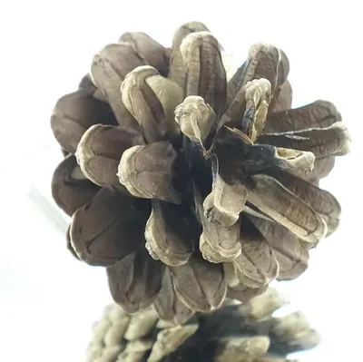 Produktbild von nature trends Schwarzkiefer-Zapfen Natur ca. Ø 5,5 cm