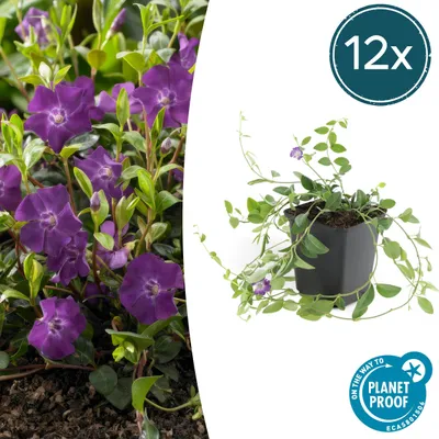 Zdjęcie produktu dla Rośliny okrywowe – Barwinka mniejsza – Vinca minor 'Atropurpurea' – Doniczka 9 cm – Zestaw 12 sztuk