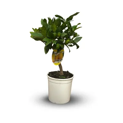 Image de Limequat - citrus floridana - agrume méditerranéen - arbre fruitier - ↕ 35-40 cm - ⌀ 15 cm