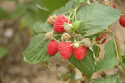 Produktbild von Rubus idaeus 'Glen Ample', Himbeere, 40–50 cm