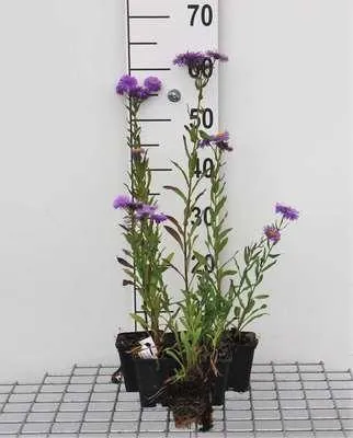 Immagine prodotto di 6 x Erigeron hybr. 'Azure Beauty' - Feinstrahl - Topf 9 x 9 cm