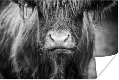 Produktbild von MuchoWow® Poster Schottischer Highlander - Kuhkopf - Schwarz und Weiß 60x40 cm - Schlafzimmerdekoration