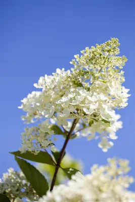 Produktbild von Hydrangea paniculata 'Tardiva', Rispenhortensie, weiß, 40–60 cm
