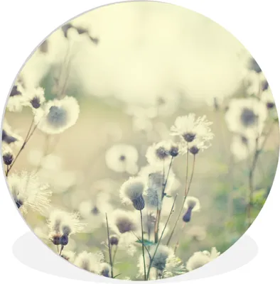 Produktbild von MuchoWow® Rundes Wandbild - Runde Bilder Blumen - Feld - Weiß Ø 30 cm Kreis Wanddekoration Kunststoff - Wandkreis - Wandschmuck - Schlafzimmer - Bilder - Der Kreis - Kunst für die Wohnung - Plastik - Kunstdruck - Wandbild