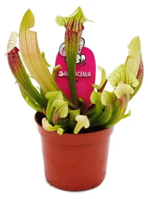 Obrázek produktu pro Trubkovitá rostlina - Sarracenia "Eva" - Masožravá rostlina - 9cm květináč
