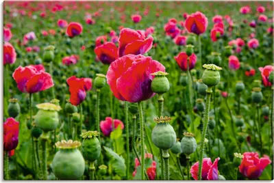 Produktbild von ARTland Leinwandbild Mohnblumen Nahaufnahme Größe: 90x60 cm