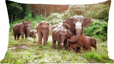 Produktbild von MuchoWow® Zierkissen Sofakissen Wohnzimmer Dekokissen 60x40 cm Elefant - Tiere - Wald - Gras - Grün - Kopfkissen - Polster mit Foto
