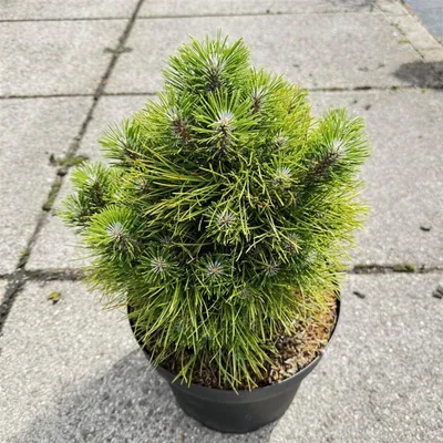 Zdjęcie produktu dla Pinus tabulaeformis 'Shenyang' – sosna chińska | 30–40 cm w doniczce