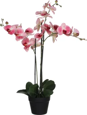 Produktbild von Mica Kunstpflanze Phalaenopsis im Topf rosa, 75 x 51 x 79 cm