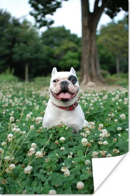 Produktbild von MuchoWow® Poster Tier - Klee - Hund 80x120 cm - Papierdruck