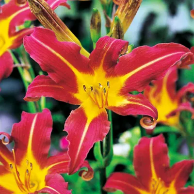 Zdjęcie produktu dla Hemerocallis Liliowiec Ogrodowy Red Magic 1 szt Liliowce sadzonki