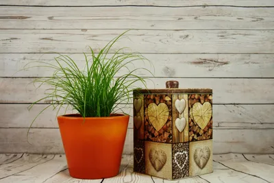 Produktbild von hansepuzzle 27794 - Blumentopf Puzzle, 2000 Teile, Natur, 90,0 x 60,0cm mit hochwertiger Aufbewahrung, Kartonbox und wiederverschließbarem Beutel