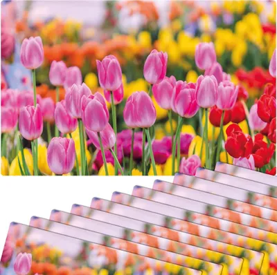 Immagine prodotto di Set di 12 tovagliette lavabili con fiori di tulipani estivi rosa