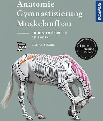 Image de Anatomie, Gymnastizierung, Muskelaufbau