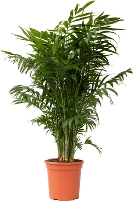 Zdjęcie produktu dla Chamedora - Chamaedorea elegans - Wysokość 80-90cm - ⌀20cm