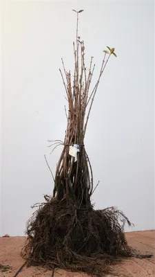 Produktbild von Ligustrum vulgare, Gewöhnlicher Liguster, 40–60 cm