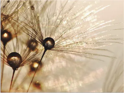 Produktbild von ARTland Wandbild Alu für Innen & Outdoor Pusteblume Goldener Tropfen Größe: 60x45 cm