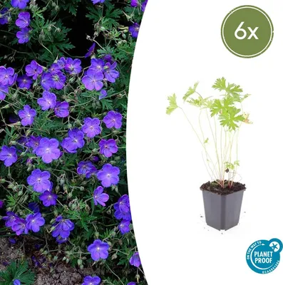 Produktbild von Geranium 'Johnson's Blue' | 6 Stücke - 10-25cm - Ø9cm - Gartenpflanze