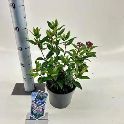Produktbild von Viburnum tinus Spirit ('Anvi'PBR) - Lorbeer-Schneeball | 30-35 cm im Topf