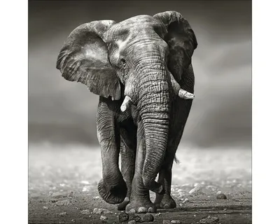 Produktbild von Leinwandbild Grey Elephant 40x40 cm