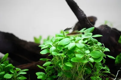 Produktbild von Aquarium Pflanze Lobelia cardinalis 'Mini' Tropica Nr.143 TC in Vitro 1-2 Grow
