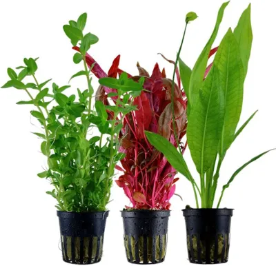 Produktbild von Pflanzen Set mit 3 Hintergrund Topf Aquarium Wasserpflanzen AquaOne Nr.233