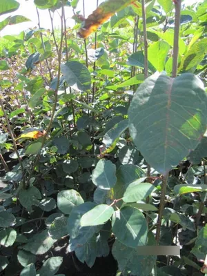 Produktbild von Amelanchier spicata - Ähren-Felsenbirne - 80-100