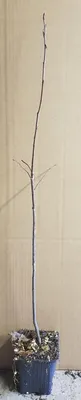 Image de Amelanchier spicata / Amélanchier nain