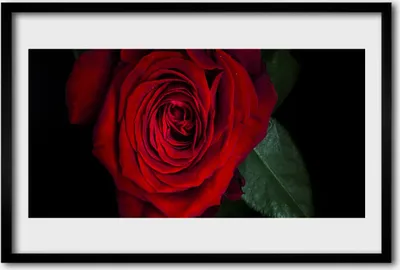 Produktbild von Bild 60x40 MDF-Rahmen Wandkunst Rose auf Wand