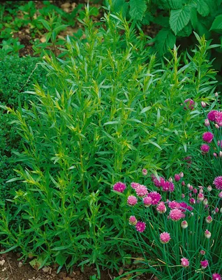 Produktbild von Artemisia dracunculus 'French Tarragon', Estragon, ca. 9x9 cm Topf