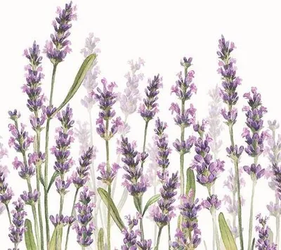 Produktbild von Ambiente Servietten Lavendel Shades 33 cm