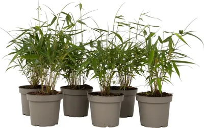 Produktbild von Bambus - 6 Stk - Fargesia scabrida 'Asian Wonder' - Höhe 25-40cm - ⌀13cm