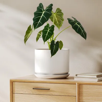 Image de Pot de fleurs en céramique, blanc, avec soucoupe, diamètre 20 cm, hauteur 16 cm